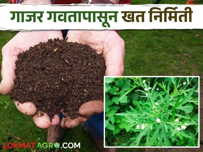 Make quality organic fertilizer from carrot grass in this easy way | Organic Fertilizer गाजर गवतापासून या सोप्या पद्धतीने तयार करा दर्जेदार सेंद्रिय खत Make quality organic fertilizer from carrot grass in this easy way | Organic Fertilizer गाजर गवतापासून या सोप्या पद्धतीने तयार करा दर्जेदार सेंद्रिय खत