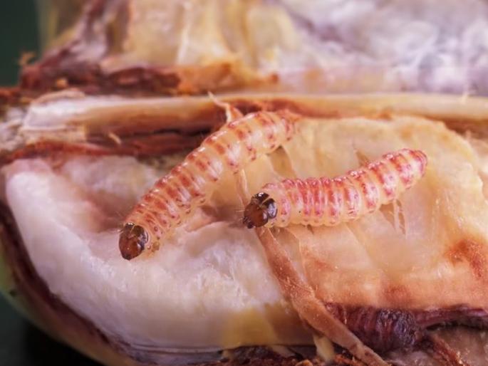 There will be an outbreak of bollworms in cotton! | फरदळ घेणे भोवणार बोंडअळी उद्रेक होणार! There will be an outbreak of bollworms in cotton! | फरदळ घेणे भोवणार बोंडअळी उद्रेक होणार!