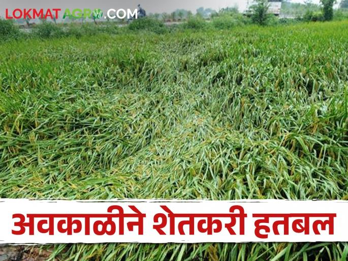 Farmers desperate due to bad weather; More than seven and a half thousand hectares of crops were destroyed in three months | अवकाळीने शेतकरी हतबल; तीन महिन्यात साडे सात हजार हेक्टरहून अधिक पिके नेस्तनाबूद Farmers desperate due to bad weather; More than seven and a half thousand hectares of crops were destroyed in three months | अवकाळीने शेतकरी हतबल; तीन महिन्यात साडे सात हजार हेक्टरहून अधिक पिके नेस्तनाबूद