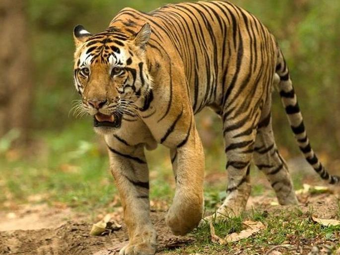 A woman was killed in a tiger attack | तेंदूपाने तोडणारी महिला वाघाच्या हल्ल्यात ठार A woman was killed in a tiger attack | तेंदूपाने तोडणारी महिला वाघाच्या हल्ल्यात ठार