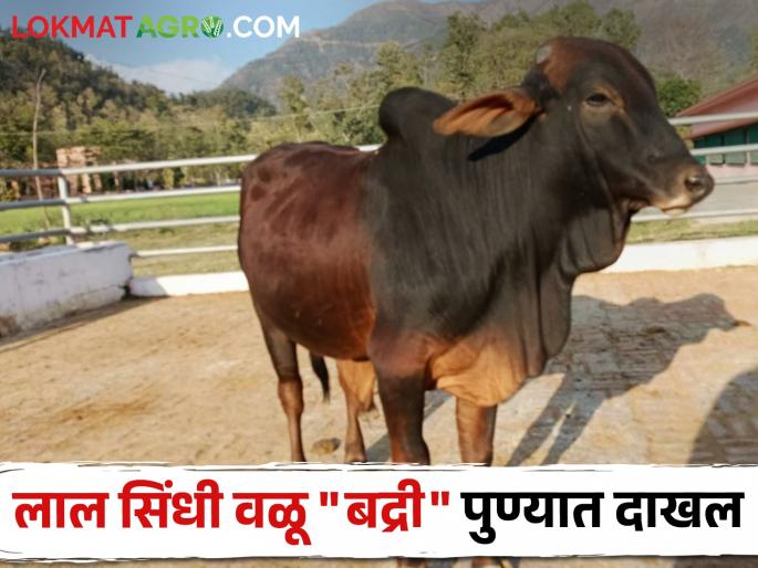 Pedigree of red Sindhi cows in Maharashtra will improve; High pedigree bull "Badri" introduced in Pune | महाराष्ट्रातील लाल सिंधी गाईंची वंशावळ सुधारणार; उच्च वंशावळीचा वळू "बद्री" पुण्यात दाखल  Pedigree of red Sindhi cows in Maharashtra will improve; High pedigree bull "Badri" introduced in Pune | महाराष्ट्रातील लाल सिंधी गाईंची वंशावळ सुधारणार; उच्च वंशावळीचा वळू "बद्री" पुण्यात दाखल
