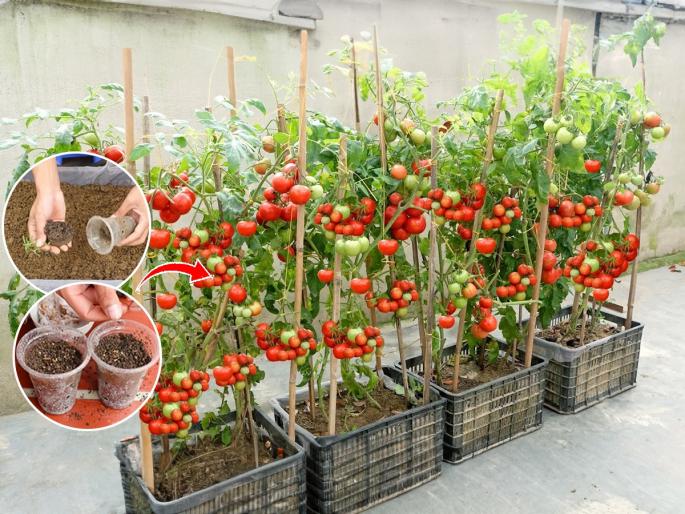 Gardening tips for tomato, how to grow tomato in pots, 5 important tips to grow tomato plant in terrace garden | कुंडीतली रोपंही देतील एकावेळी किलोभर टोमॅटो- ५ सोप्या टिप्स, टोमॅटो विकत घ्यावेच लागणार नाहीत