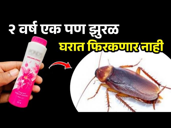 How To Get Rid OF Cockroaches : Easy And Quick Home Remedies For Cockroaches | किचनमध्ये बारीक झुरळं खूप झालीत? २ भन्नाट घरगुती उपाय-२ वर्ष एकही झुरळ येणार नाही