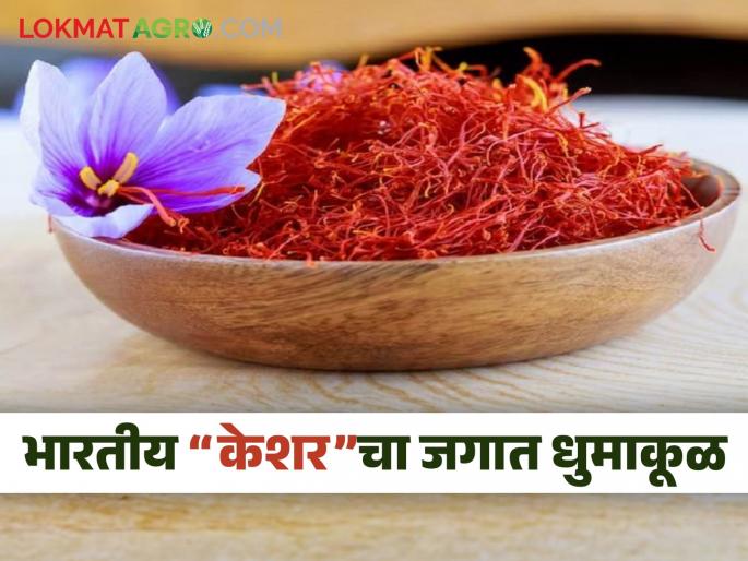 Indian saffron price hits in world market; A kg of saffron at Rs 4.95 lakh | भारतीय केशराचा जगात धुमाकूळ; एक किलो केशर ४.९५ लाख रुपयांना Indian saffron price hits in world market; A kg of saffron at Rs 4.95 lakh | भारतीय केशराचा जगात धुमाकूळ; एक किलो केशर ४.९५ लाख रुपयांना