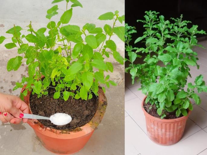 How to Grow Basil at Home | १० दिवसात तुळस दिसेल डेरेदार - हिरवीगार! फक्त कुंडीत चमचाभर 'ही' पांढरी गोष्ट नक्की घाला