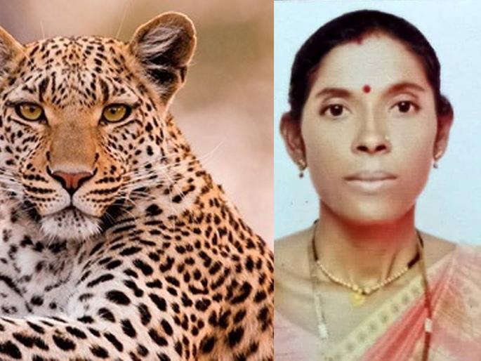 A leopard killed a woman who was collecting Tendupatta | तंदूपत्ता संकलन करणाऱ्या महिलेचा बिबट्याने घेतला जीव A leopard killed a woman who was collecting Tendupatta | तंदूपत्ता संकलन करणाऱ्या महिलेचा बिबट्याने घेतला जीव