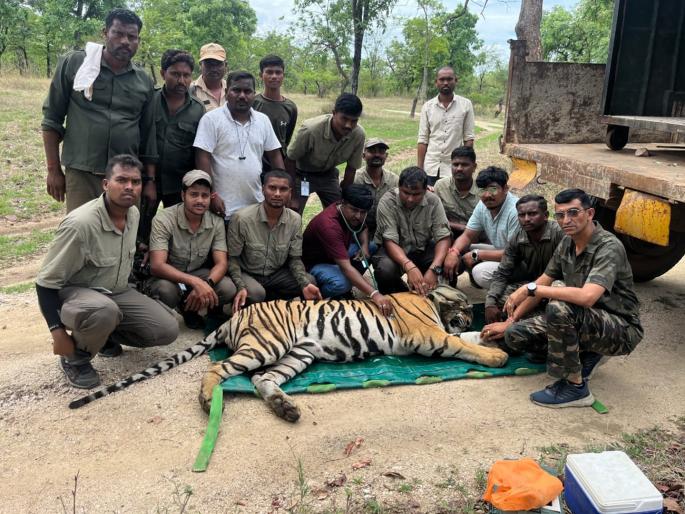 The tiger that killed three people is captured by forest department | तिन जणांचा बळी घेणारा वाघ जेरबंद The tiger that killed three people is captured by forest department | तिन जणांचा बळी घेणारा वाघ जेरबंद