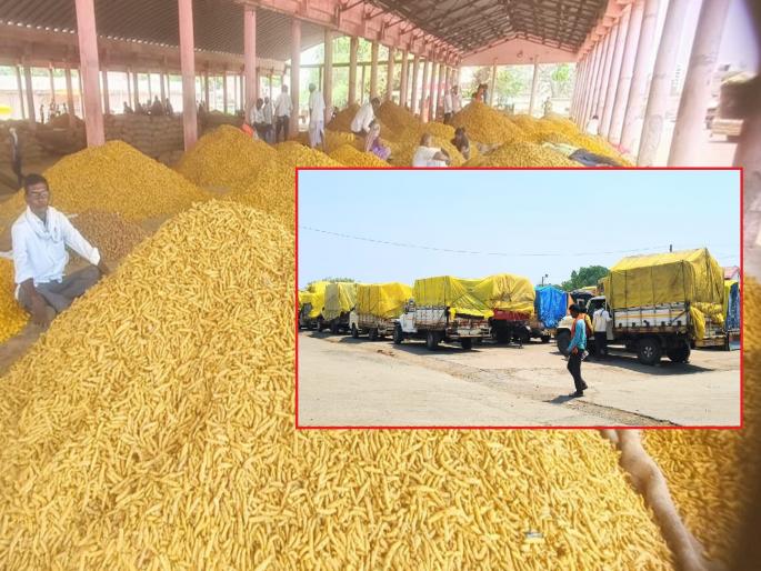 Hingoli's turmeric market resumes after week; 7,000 quintals inflow, disappointment due to fall in prices | हिंगोलीचे हळद मार्केट आठवड्यानंतर सुरू; ७ हजार क्विंटल आवक, भाव घसरल्याने निराशा Hingoli's turmeric market resumes after week; 7,000 quintals inflow, disappointment due to fall in prices | हिंगोलीचे हळद मार्केट आठवड्यानंतर सुरू; ७ हजार क्विंटल आवक, भाव घसरल्याने निराशा