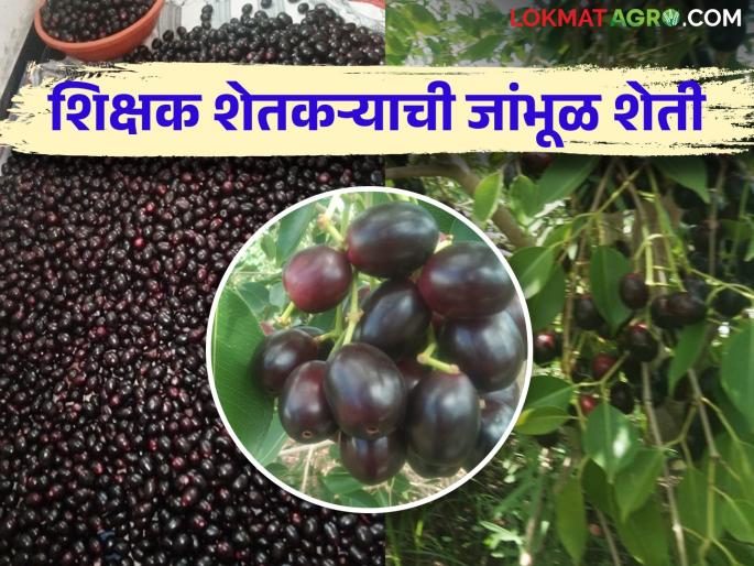 After taking care of the school, then with the help of his wife, the teacher-farmer flowered a purple garden | Success Story शाळा सांभाळून पत्नीच्या मदतीने शिक्षक शेतकऱ्याने फुलवली जांभळाची बाग After taking care of the school, then with the help of his wife, the teacher-farmer flowered a purple garden | Success Story शाळा सांभाळून पत्नीच्या मदतीने शिक्षक शेतकऱ्याने फुलवली जांभळाची बाग
