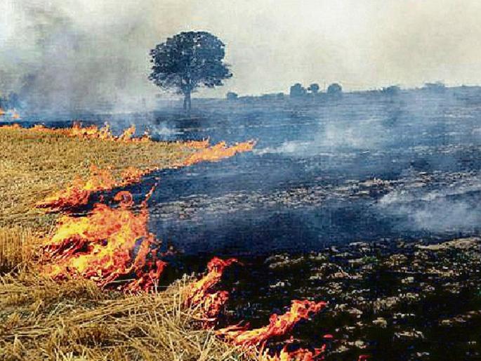How will fertility be maintained if farm waste is burned? | शेतातील कचरा जाळल्यास सुपीकता कशी टिकणार? How will fertility be maintained if farm waste is burned? | शेतातील कचरा जाळल्यास सुपीकता कशी टिकणार?