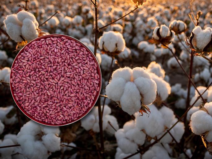 Unauthorized Bt seeds worth 25 lakhs caught | २५ लाखांचे अनधिकृत चोर बीटी बियाणे पकडले