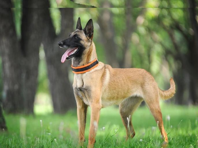 Salute to the duty of the dog Taurus; Theft of lakhs in the lawyer's house, the thief was caught in a moment | श्वान टोरसच्या कर्तव्याला सॅल्यूट; वकिलांच्या घरात लाखोंची चोरी, चोरट्याला क्षणात दिले पकडून Salute to the duty of the dog Taurus; Theft of lakhs in the lawyer's house, the thief was caught in a moment | श्वान टोरसच्या कर्तव्याला सॅल्यूट; वकिलांच्या घरात लाखोंची चोरी, चोरट्याला क्षणात दिले पकडून