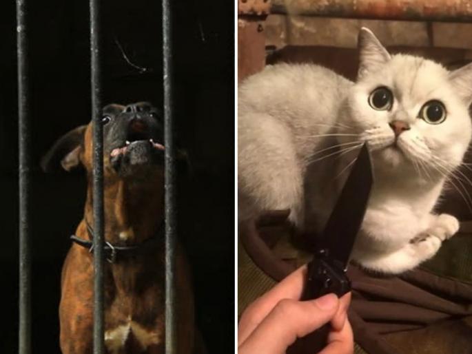 If you pull the reels with a dog-cat, you will go to jail with a fine | कुत्रा-मांजरासोबत रिल्स काढाल तर दंडासोबत कारागृहात जाल If you pull the reels with a dog-cat, you will go to jail with a fine | कुत्रा-मांजरासोबत रिल्स काढाल तर दंडासोबत कारागृहात जाल