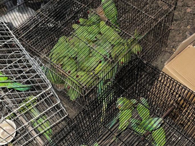 Freedom of 43 parrots on World Parrots Day | जागतिक पाेपट दिनी ४३ पाेपटांची मुक्तता Freedom of 43 parrots on World Parrots Day | जागतिक पाेपट दिनी ४३ पाेपटांची मुक्तता