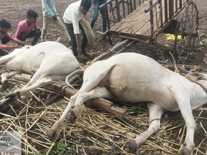 Nature hit! Death of Khillar bullock pair due to lightning during kharip season, tears in farmer's eyes | निसर्ग कोपला! ऐन हंगामात खिल्लार बैलजोडीचा वीज कोसळून मृत्यू, शेतकऱ्याच्या डोळ्यात अश्रु Nature hit! Death of Khillar bullock pair due to lightning during kharip season, tears in farmer's eyes | निसर्ग कोपला! ऐन हंगामात खिल्लार बैलजोडीचा वीज कोसळून मृत्यू, शेतकऱ्याच्या डोळ्यात अश्रु