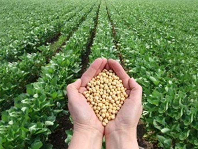 Confusion among farmers regarding soybean seeds | सोयाबीन बियाणांबाबत शेतकऱ्यांत संभ्रम Confusion among farmers regarding soybean seeds | सोयाबीन बियाणांबाबत शेतकऱ्यांत संभ्रम