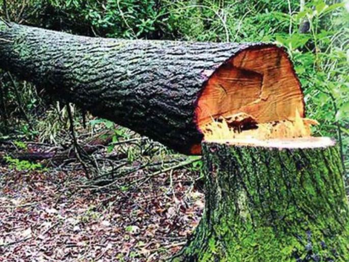 Encroachment on forest is increasing in the name of forest rights | वन हक्काच्या नावाखाली जंगलावर वाढतेय अतिक्रमण Encroachment on forest is increasing in the name of forest rights | वन हक्काच्या नावाखाली जंगलावर वाढतेय अतिक्रमण