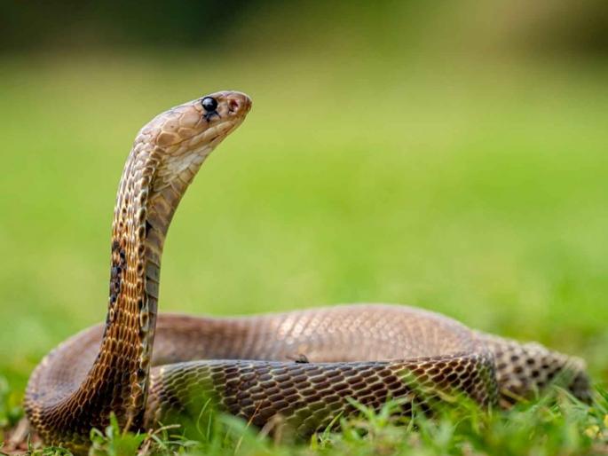 A five-year-old girl lost her life after being bitten by a snake while playing | खेळताना सर्पदंश झाला, पाच वर्षांच्या चिमुकलीने जीव गमावला A five-year-old girl lost her life after being bitten by a snake while playing | खेळताना सर्पदंश झाला, पाच वर्षांच्या चिमुकलीने जीव गमावला