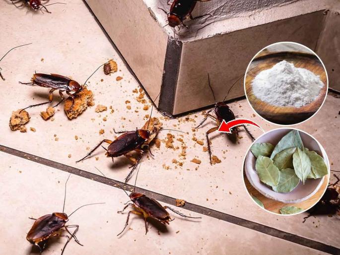 2 Natural Ways to Get Rid of Cockroaches Permanently | स्वयंपाकघरात झुरळं फिरतात? किचनमध्ये ठेवा '२' मसाले; झुरळं होतील झटक्यात गायब