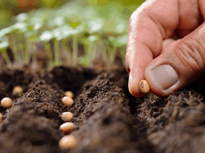 Call this number if you find bogus seeds | बोगस बियाणे आढळल्यास करा या नंबरवर कॉल Call this number if you find bogus seeds | बोगस बियाणे आढळल्यास करा या नंबरवर कॉल