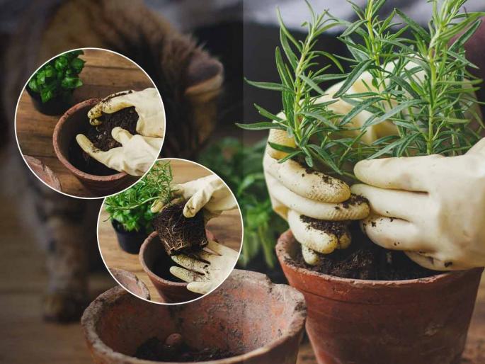 3 important gardening tips for beginners for plantation, how to plant properly in a pot? 3 important tips for the fast growth of new plant | नर्सरीतून आणलेलं हिरवंगार रोप कुंडीत लावताच सुकतं? बघा कुंडीत रोप लावण्याची योग्य पद्धत