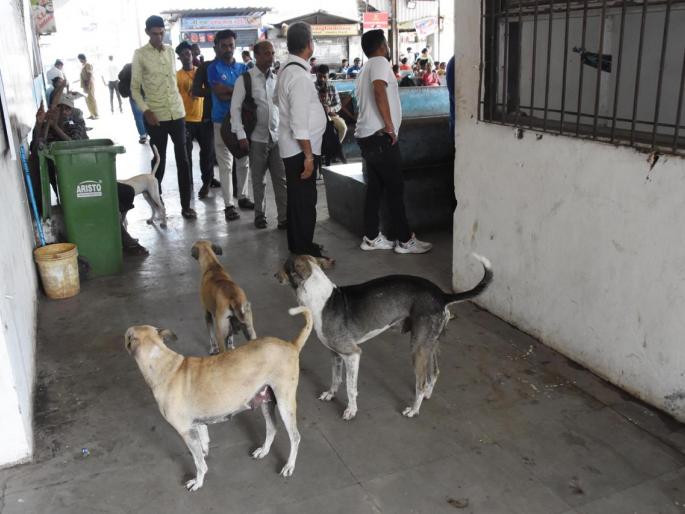 Passengers are scared of stray dogs at Alibag bus stand | अलिबाग बसस्थानकावर मोकाट श्वानांची प्रवाशांनी घेतली धास्ती Passengers are scared of stray dogs at Alibag bus stand | अलिबाग बसस्थानकावर मोकाट श्वानांची प्रवाशांनी घेतली धास्ती