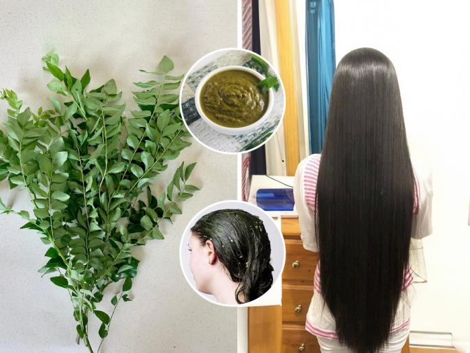 Curry Leaves For Hair Growth : How to Use Curry Leaves For Hair Growth Hair Care Tips | केस गळतीमुळे टक्कल पडतंय? १० रूपयांचा कढीपत्ता या पद्धतीने केसांना लावा, घनदाट होतील केस