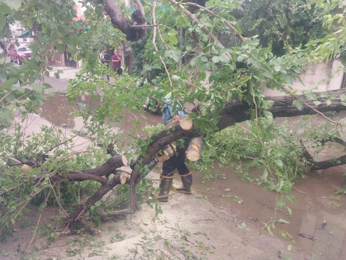 Tree fell in Dharampet, six vehicles damaged | धरमपेठेत झाड कोसळले, सहा वाहनांचे नुकसान Tree fell in Dharampet, six vehicles damaged | धरमपेठेत झाड कोसळले, सहा वाहनांचे नुकसान