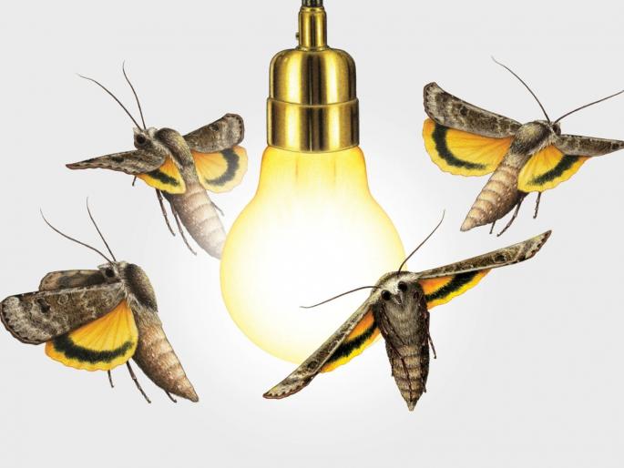 Where do insects come from under the light during monsoon? | पावसाळ्यात लाईट खाली किडे येतात तरी कोठून? Where do insects come from under the light during monsoon? | पावसाळ्यात लाईट खाली किडे येतात तरी कोठून?