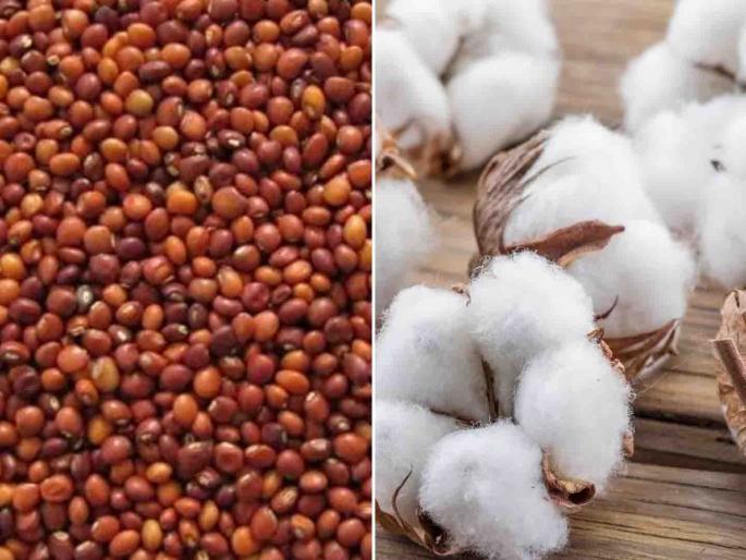 The price of tur will rise, the area sown will increase this year, the price will also rise to 12 thousand | कापसावर तूर वरचढ, यंदा वाढणार पेरणीक्षेत्र, भावही १२ हजारांवर The price of tur will rise, the area sown will increase this year, the price will also rise to 12 thousand | कापसावर तूर वरचढ, यंदा वाढणार पेरणीक्षेत्र, भावही १२ हजारांवर