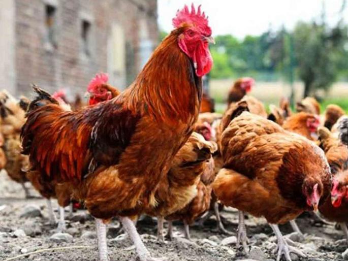 529 heat deaths of chickens | ५२९ कोंबड्यांच्या उष्णतेमुळे मृत्यू 529 heat deaths of chickens | ५२९ कोंबड्यांच्या उष्णतेमुळे मृत्यू