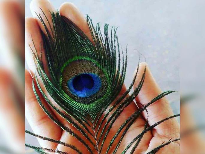 A case will be registered if Morpis is in possession | मोरपीस बाळगले तर होईल गुन्हा दाखल