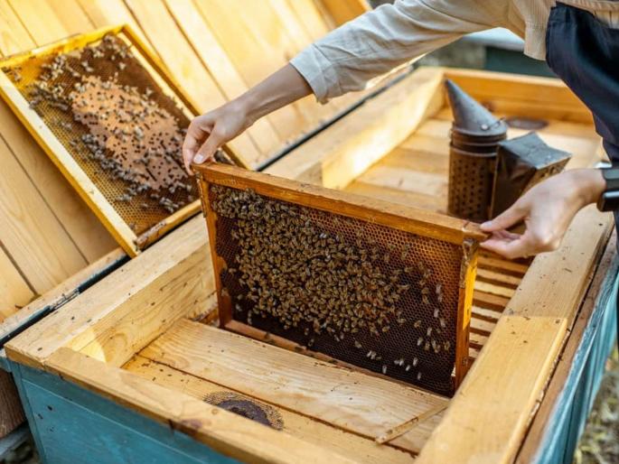 Keep bees and get 50% subsidy! | मधमाशी पालन करा अन् ५० टक्के अनुदान मिळवा ! Keep bees and get 50% subsidy! | मधमाशी पालन करा अन् ५० टक्के अनुदान मिळवा !