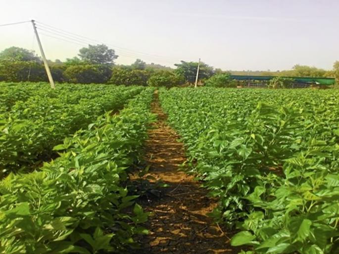 Tuti trees will be planted on 100 acres in the district this year | जिल्हयात यंदा १०० एकरवर होणार तूती झाडांची लागवड Tuti trees will be planted on 100 acres in the district this year | जिल्हयात यंदा १०० एकरवर होणार तूती झाडांची लागवड