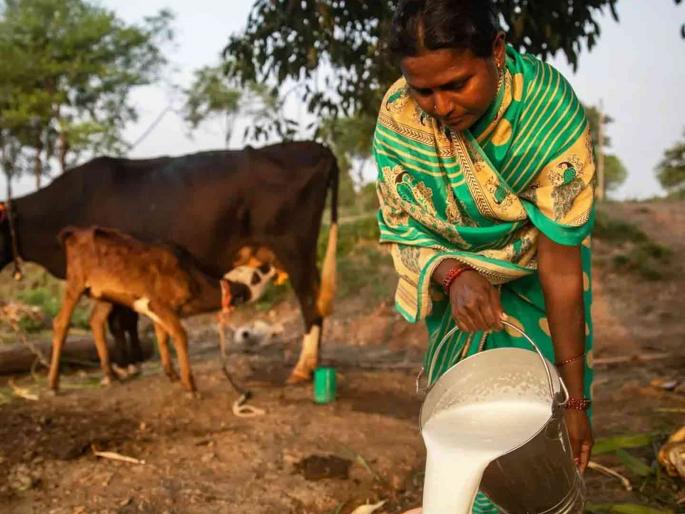 Give subsidy to all dairy farmers without conditions | २०१७ पासून पाच रुपये दरवाढीचे १३ कोटी रुपये शासनाकडे थकीतच Give subsidy to all dairy farmers without conditions | २०१७ पासून पाच रुपये दरवाढीचे १३ कोटी रुपये शासनाकडे थकीतच