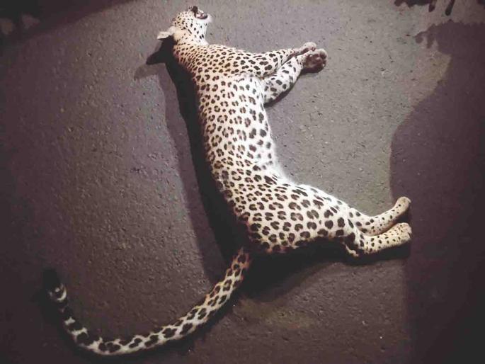 Leopard killed on Umred-Nagpur highway | उमरेड-नागपूर महामार्गावर बिबट ठार Leopard killed on Umred-Nagpur highway | उमरेड-नागपूर महामार्गावर बिबट ठार