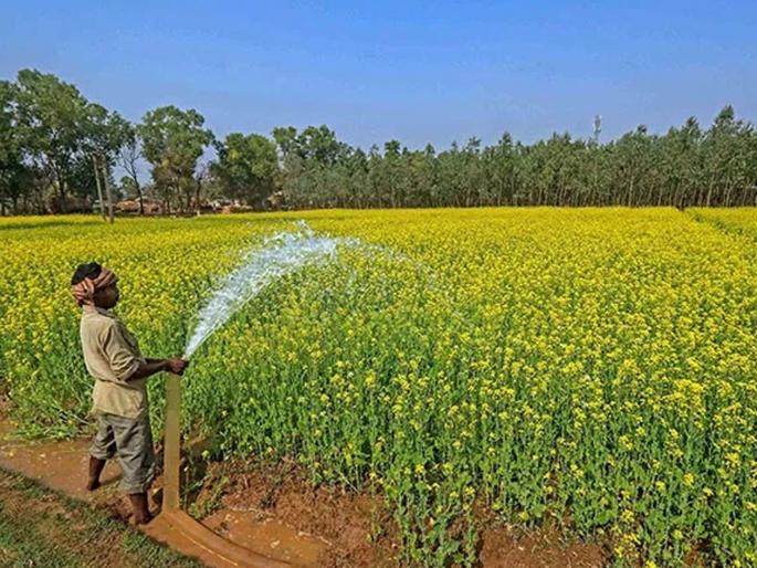 Half of the farmers avoid to apply for crop insurance! | पीकविम्याकडे निम्म्या शेतकऱ्यांची पाठ ! Half of the farmers avoid to apply for crop insurance! | पीकविम्याकडे निम्म्या शेतकऱ्यांची पाठ !