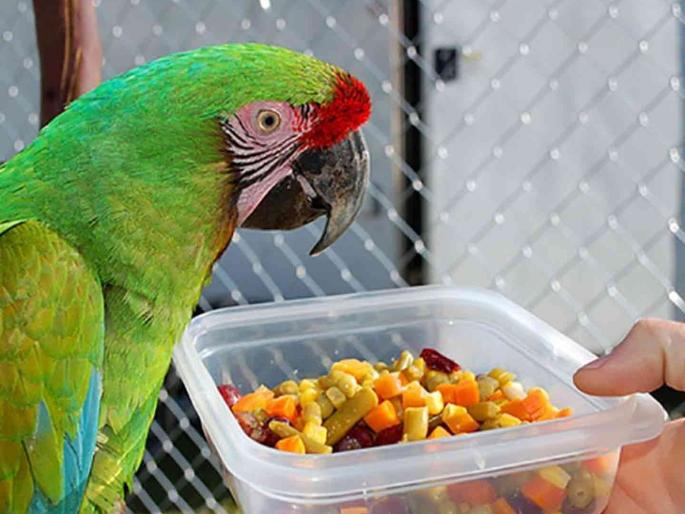 If you share a video while feeding a parrot, you will go to jail | पोपटाला खाऊ घालताना व्हिडीओ शेअर कराल तर कोठडीत जाल If you share a video while feeding a parrot, you will go to jail | पोपटाला खाऊ घालताना व्हिडीओ शेअर कराल तर कोठडीत जाल