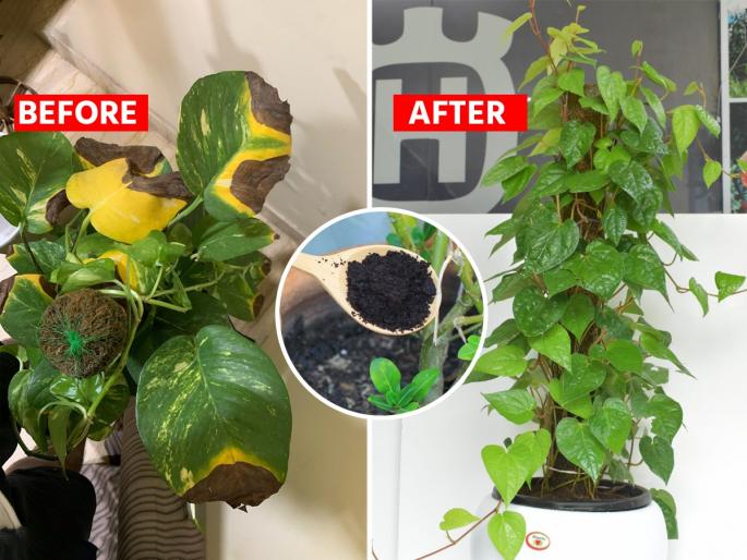How To Grow Money Plant : How To Grow Money Plant At Home Naturally | घरातल्या मनी प्लांटची वाढच होत नाही ५ गोष्टी करा, भराभर वाढेल - वेलींनी बहरेल घर