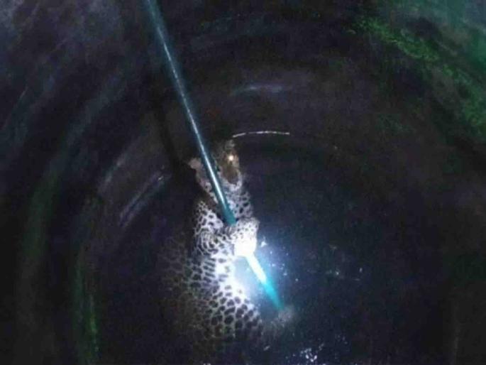 A leopard in a well trying to hunt goats | शेळ्यांची शिकार करण्याच्या प्रयत्नात बिबट्या विहिरीत A leopard in a well trying to hunt goats | शेळ्यांची शिकार करण्याच्या प्रयत्नात बिबट्या विहिरीत