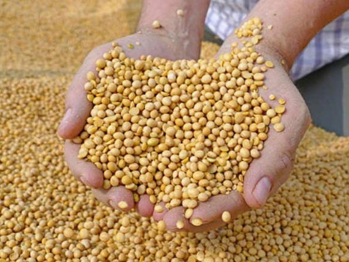 Imports of soybeans declined; The price is four thousand three hundred | सोयाबीनची आवक घटली; भाव चार हजार तीनशेवर Imports of soybeans declined; The price is four thousand three hundred | सोयाबीनची आवक घटली; भाव चार हजार तीनशेवर