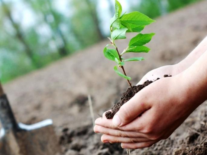 25 lakh trees will give you fresh air!, planning of forest department | २५ लाख झाडे देणार तुम्हाला प्राणवायू!, वनविभागाचे नियोजन 25 lakh trees will give you fresh air!, planning of forest department | २५ लाख झाडे देणार तुम्हाला प्राणवायू!, वनविभागाचे नियोजन