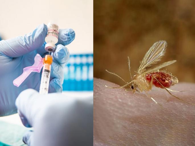 Chandipura virus outbreak in Gujarat: All about the deadly infection What is the Chandipura virus (CHPV): Know the symptoms, treatment, prevention, and more | चांदीपुरा व्हायरस इन्फेक्शन नक्की काय आहे? लहान मुलांनाच हे इन्फेक्शन का होतं आहे, वाचा...