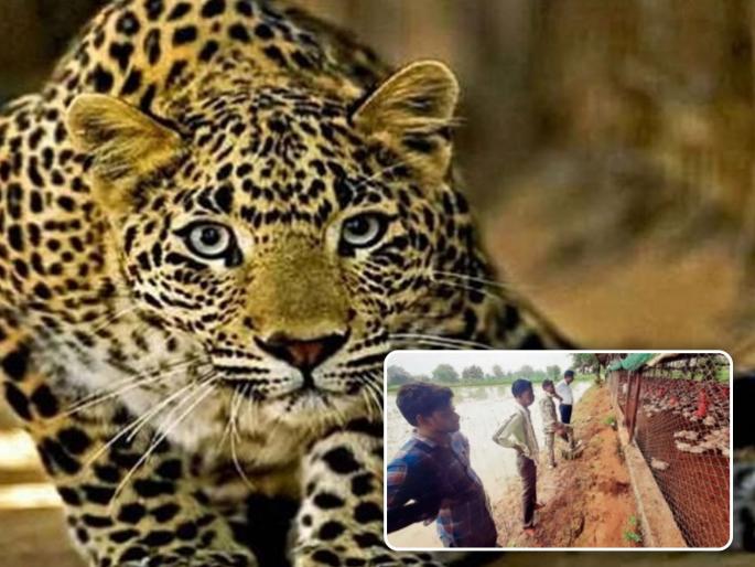 A leopard entered the poultry farm and killed 600 chickens! | पोल्ट्री फार्ममध्ये बिबट्या शिरला, अन् ६०० कोंबड्यांचा बळी घेतला ! A leopard entered the poultry farm and killed 600 chickens! | पोल्ट्री फार्ममध्ये बिबट्या शिरला, अन् ६०० कोंबड्यांचा बळी घेतला !