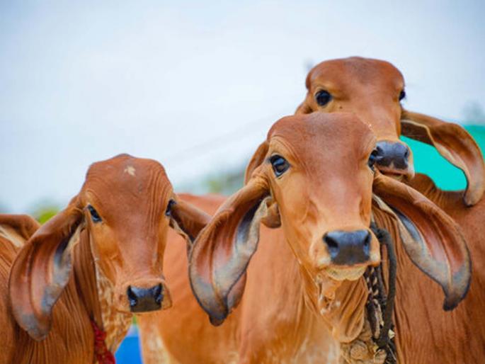 Cattle tied for slaughter, case registered against the accused | कत्तलीसाठी गोवंश बांधले, आरोपीविरुद्ध गुन्हा दाखल Cattle tied for slaughter, case registered against the accused | कत्तलीसाठी गोवंश बांधले, आरोपीविरुद्ध गुन्हा दाखल