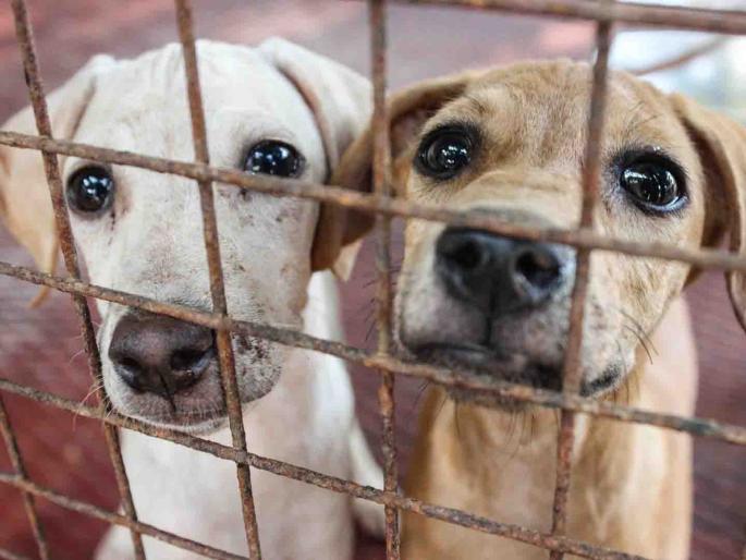 Who controls the dog sterilization centers in the city? | शहरातील श्वान नसबंदी केंद्रांवर नियंत्रण कुणाचे? Who controls the dog sterilization centers in the city? | शहरातील श्वान नसबंदी केंद्रांवर नियंत्रण कुणाचे?