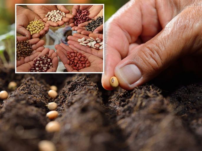 Subsidy up to 10 lakhs to be provided for seed processing sets | बीज प्रक्रिया संचासाठी दिले जाणार १० लाखांपर्यंत अनुदान Subsidy up to 10 lakhs to be provided for seed processing sets | बीज प्रक्रिया संचासाठी दिले जाणार १० लाखांपर्यंत अनुदान