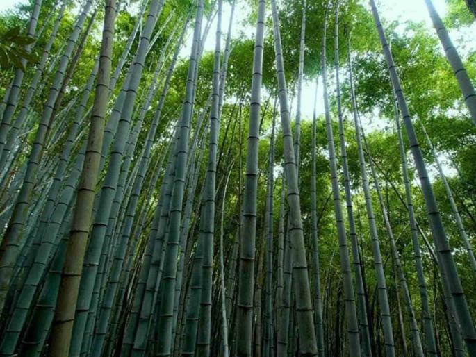 Plant a hectare of bamboo this year and get a subsidy of seven lakhs | यंदा हेक्टरभर बांबू लागवड करा अन् मिळवा सात लाखांचे अनुदान Plant a hectare of bamboo this year and get a subsidy of seven lakhs | यंदा हेक्टरभर बांबू लागवड करा अन् मिळवा सात लाखांचे अनुदान