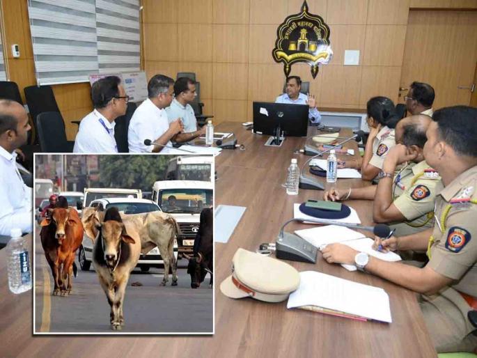 Be careful, cows, buffaloes are being let loose, now there will be direct FIR! | सावधान, गाई, म्हशी मोकाट सोडताय, आता थेट ‘एफआयआर’च होणार! Be careful, cows, buffaloes are being let loose, now there will be direct FIR! | सावधान, गाई, म्हशी मोकाट सोडताय, आता थेट ‘एफआयआर’च होणार!