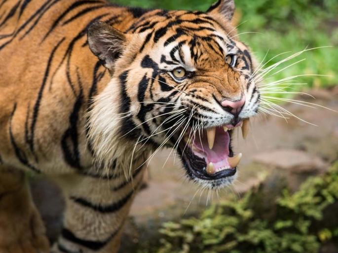 250 tigers in the district; Natural habitat is endangered | जिल्ह्यात २५० वाघ; नैसर्गिक अधिवास आला धोक्यात 250 tigers in the district; Natural habitat is endangered | जिल्ह्यात २५० वाघ; नैसर्गिक अधिवास आला धोक्यात